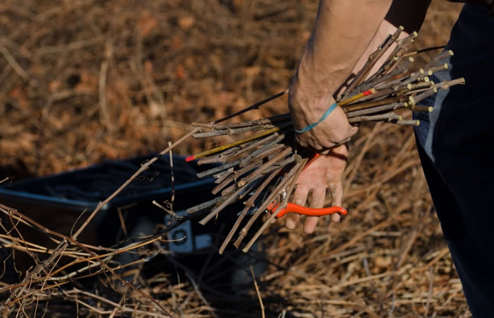 Rootstock Cutting