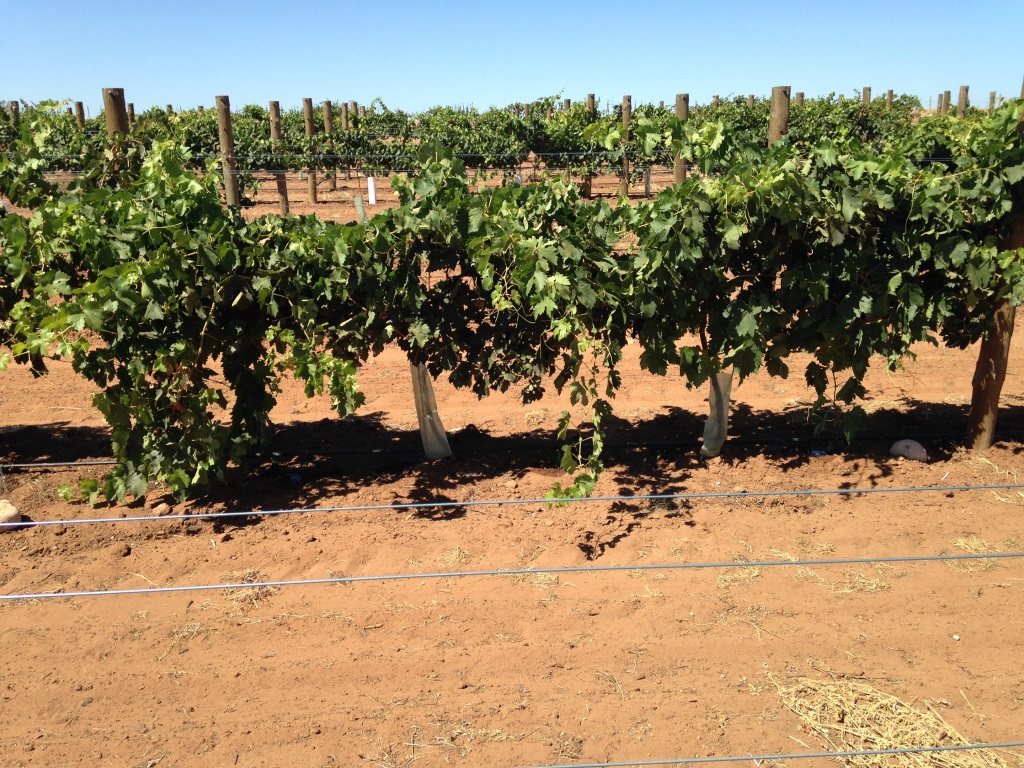 Vines