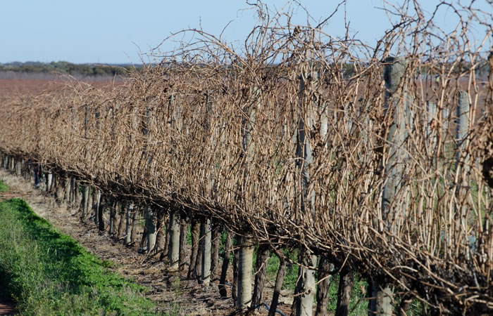 Vinifera Cutting