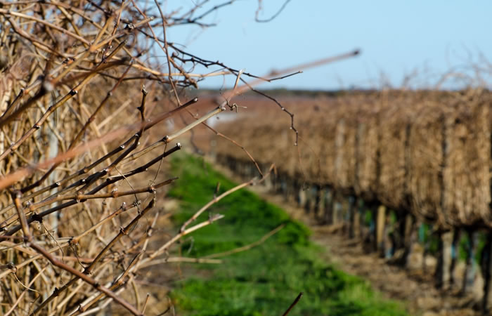 Vinifera Cutting