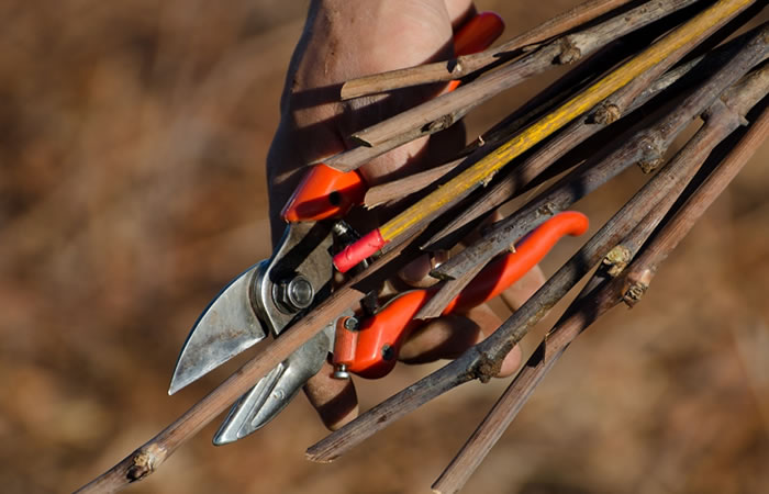 Rootstock Cutting