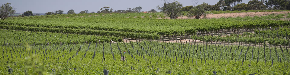 Riverland Vine Improvement Committee