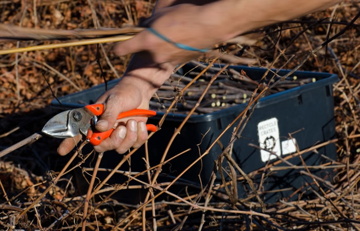 Rootstock Cutting