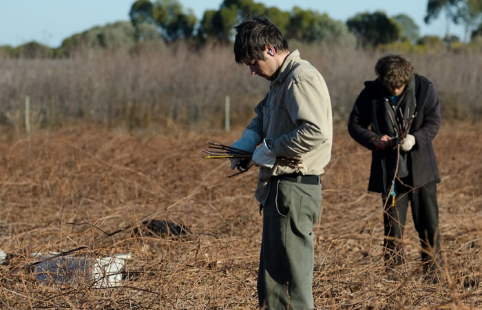 Rootstock Cutting