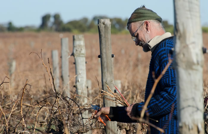 Vinifera Cutting