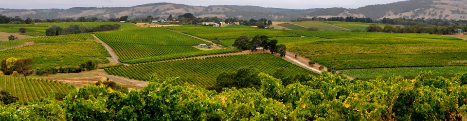 Mclaren Vale Vine Improvement