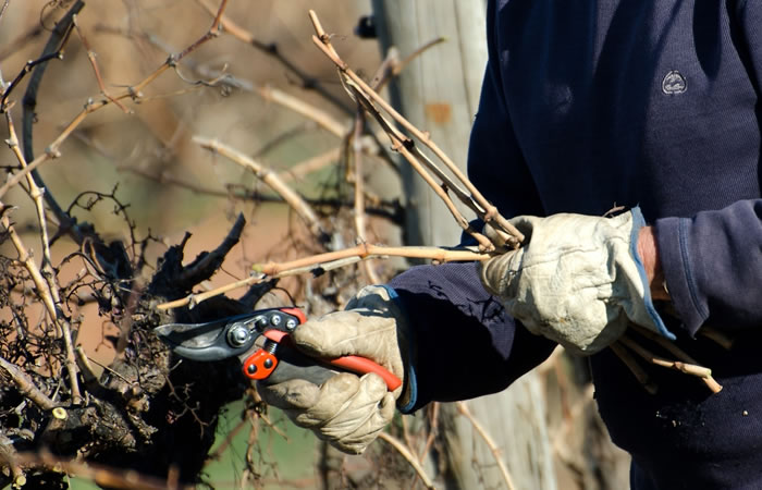 Vinifera Cutting