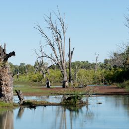 Riverland Landscape...