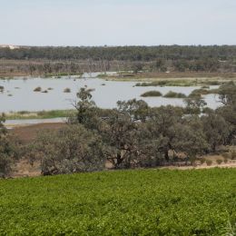 Riverland Vine Improvement Committee...