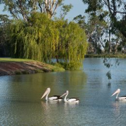 Riverland Landscape...