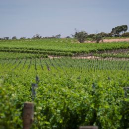 Riverland Vine Improvement Committee...