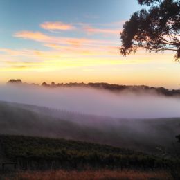 Lenswood Vineyard 30.12.13.jpg...