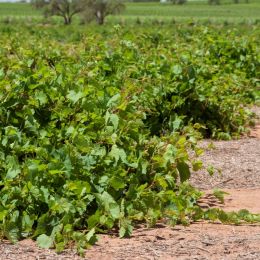 Riverland Vine Improvement Committee...