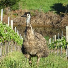 Emu lawnmower.jpg...