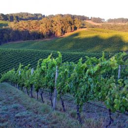 Lenswood Green's Hill riesling and Abbotts Prayer blocks.jpg...