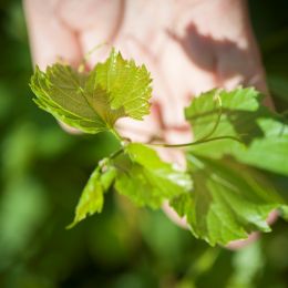 Riverland Vine Improvement Committee...