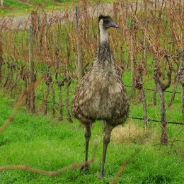 Emu at Lenswood.JPG...