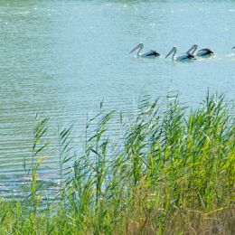 Riverland Landscape...